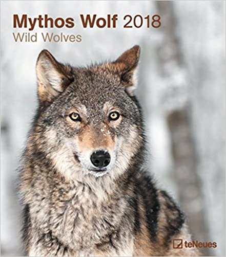 2018 Wild Wolves Calendar - teNeues Wall Calendar - Animal Calendar - 30 x 34 cm