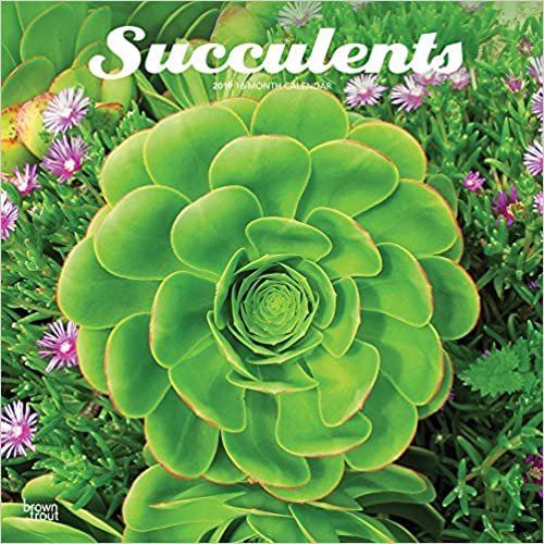 Succulents 2019 Calendar