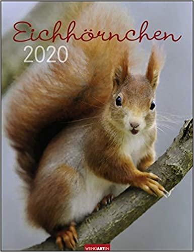 Eichhörnchen 2020