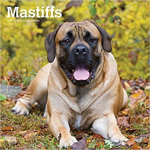 Mastiffs 2019 - 18-Monatskalender mit freier DogDays-App (Wall-Kalender) indir