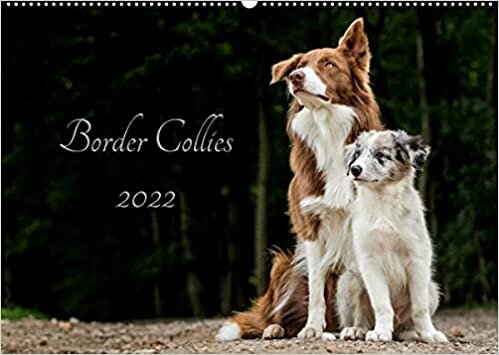 Border Collies 2022 (Wandkalender 2022 DIN A2 quer): Ein Kalender der die bunte Vielfalt der beliebten Hütehunde präsentiert (Monatskalender, 14 Seiten ) (CALVENDO Tiere)