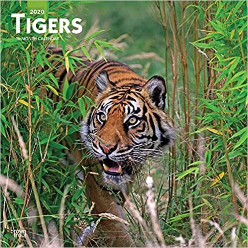 Tigers 2020 Square Wall Calendar indir