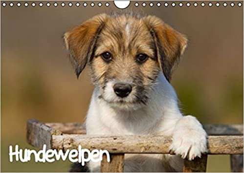 Hundewelpen (Wandkalender 2016 DIN A4 quer): Ein wunderschönder Kalender der Hundewelpen verschiedener Rassen zeigt. (Monatskalender, 14 Seiten) (CALVENDO Tiere)