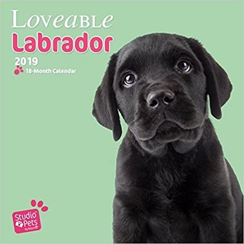 Lovable Labrador - Labrador Retriever 2019 - 18-Monatskalender: Original Myrna-Kalender