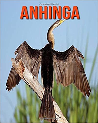 Anhinga: Fascinating Anhinga Facts for Kids with Stunning Pictures!