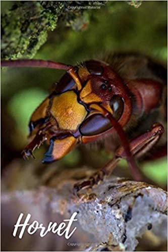 Hornet: Notebook, Journal, Diary (110 Pages, Unlined, 6 x 9) (Animal Notebook)