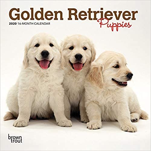 Golden Retriever Puppies 2020 Mini Wall Calendar
