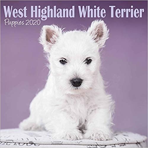 West Highland White Terrier Puppies Mini Square Wall Calendar 2020 indir