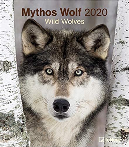 Wild Wolves 2020 Wall Calendar