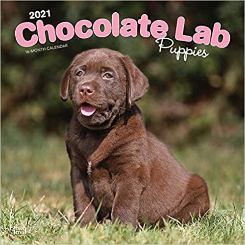 Chocolate Labrador Retriever Puppies - Braune Labradorwelpen 2021 - 18-Monatskalender mit freier DogDays-App: Original BrownTrout-Kalender [Mehrsprachig] [Kalender]