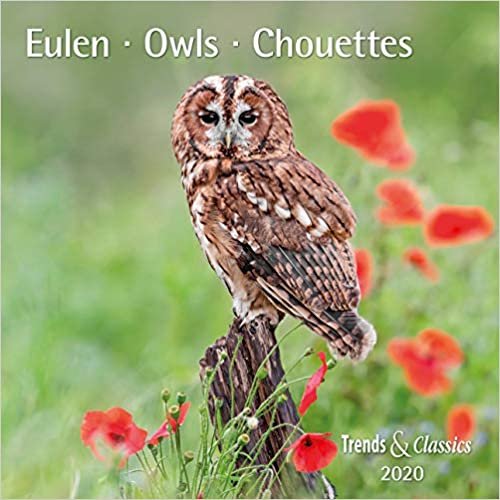 Eulen Owls 2020 - Broschüren-Wandkal inkl Poster