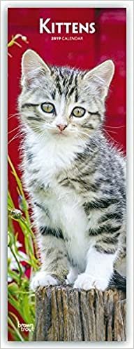 Kittens - Katzenbabys 2019 Slimline Calendar
