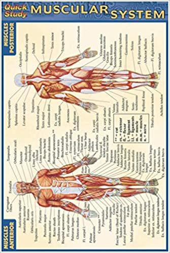 Muscular System (Quickstudy)