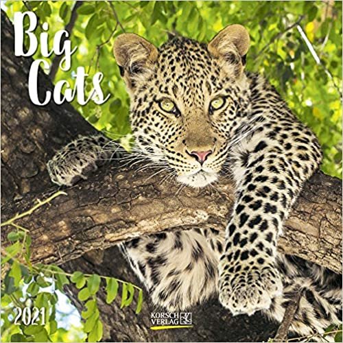 Big Cats 2021: Broschürenkalender mit Ferienterminen. Bilder von Raubkatzen. 30 x 30 cm indir