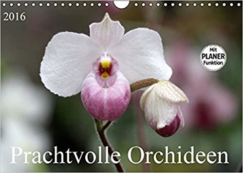 Prachtvolle Orchideen (Wandkalender 2016 DIN A4 quer): Tropische Schönheiten (Geburtstagskalender, 14 Seiten ) (CALVENDO Natur) indir