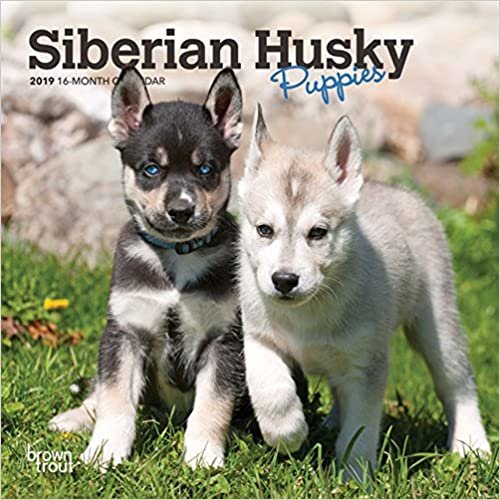 Siberian Husky Puppies 2019 Calendar