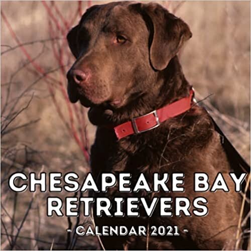 Chesapeake Bay Retrievers Calendar 2021: 16-Month Calendar, Cute Gift Idea For Retriever Lovers Women & Men