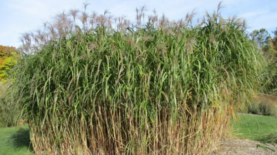 1741771720_5547923-v1