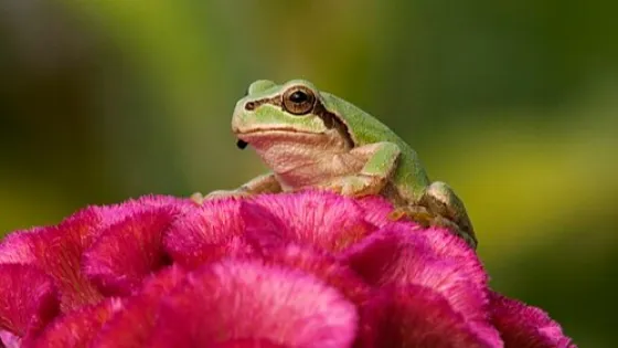 Hyla_japonica_sep01-v1