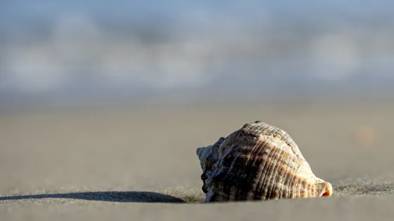 closeup-shot-seashell-sandy-beach-blurred-nature-v1