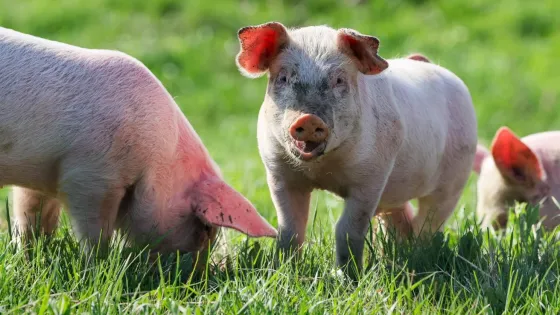 1768274897121498_TWiricnR