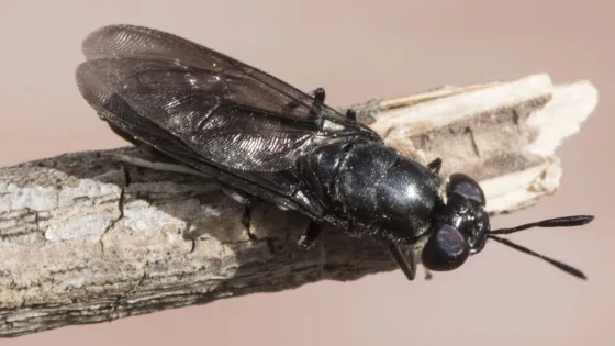 муха-черная-львинка