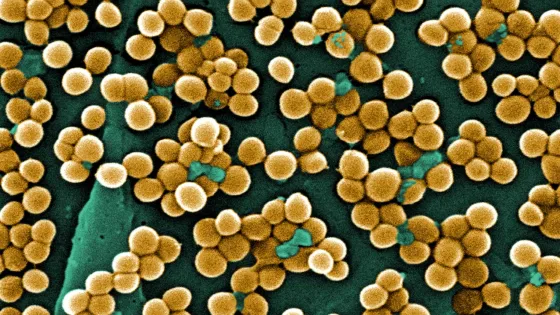 CDC-10046-MRSA-1-1-scaled-v1