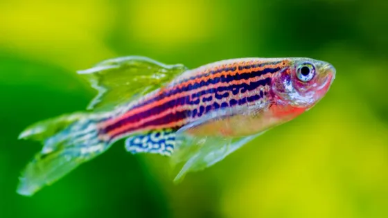 vc2l9h48xzdb34i20z1hlf5wpeypax7o