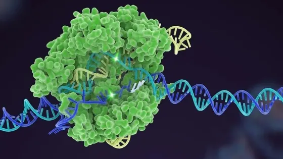 Разработана универсальная генная терапия муковисцидоза