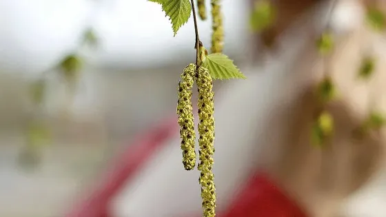 o5rm0jipaph5znpe4k4e3zt2g5yhzamf