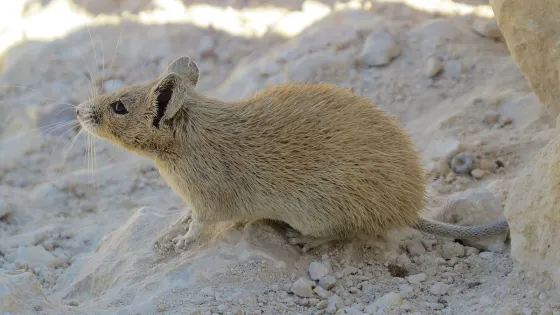 Белок дикой мыши радикально замедляет старение