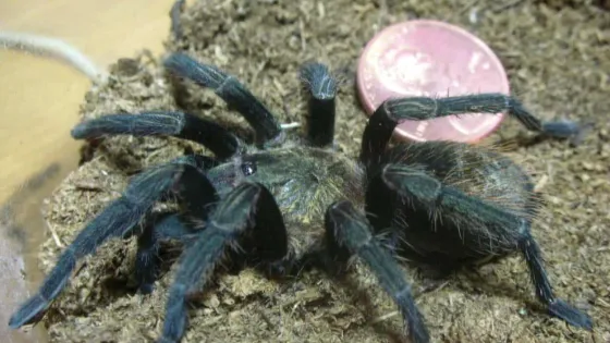 T_pruriens_1_3-4-7-2