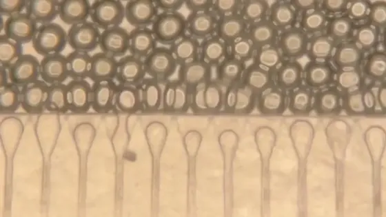 Инъекционная мини-печень берет на себя функции поврежденного органа