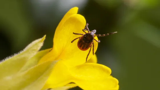 Белок, выделяемый клещами, может предотвращать рак и рассеянный склероз