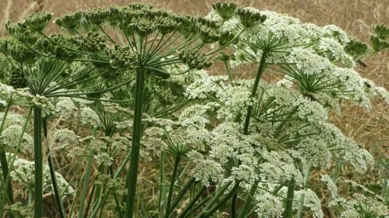 Бумага и одежда из борщевика: можно ли создавать продукцию из опасного растения?