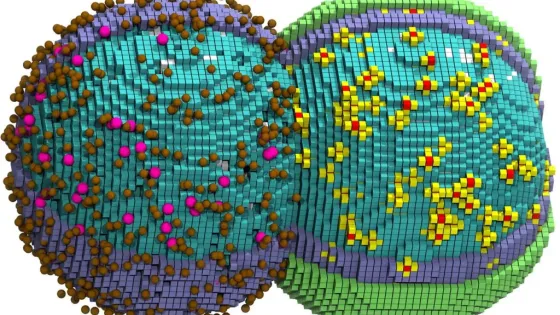 Биологи смоделировали полный жизненный цикл живой клетки