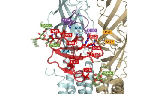Predicted-structure-of-the-HS-4-2-nAChRPSCA-complex-with-three-bound-ws-PSCA-molecules-scaled-v1