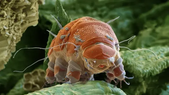 fmt_81_24_shutterstock_2511415273-v1