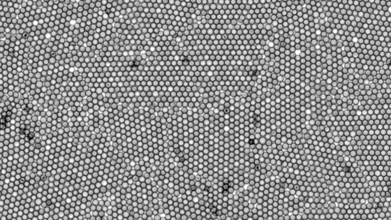 ColloidCrystal_40xBrightField_GlassInWater-v1