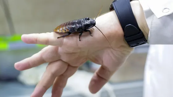 1775971332083293_e9NcYqVN