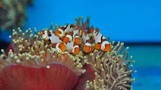 Как приручить эндосимбионтов. Выращивание клеток и тканей вместо трансплантации