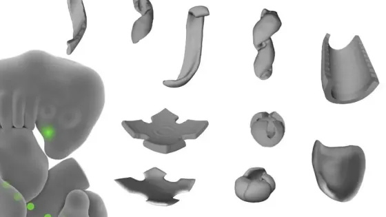 Учёные запрограммировали живую ткань складываться в 3D-формы по команде