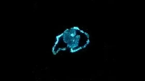 Учёные превратили морские водоросли в управляемый источник света