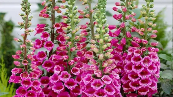 Экстракт наперстянки на 18% снижает риск гибели от ревматической болезни сердца