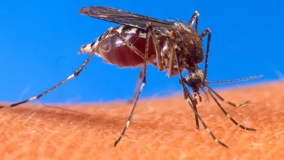 Aedes_aegypti_biting_human-v1