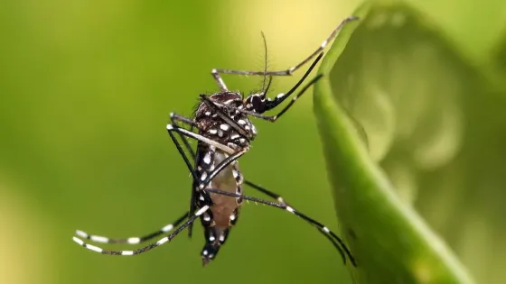 Aedes_aegypti-1200x800