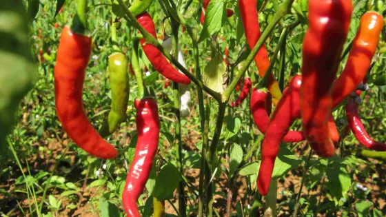 chili-1--scaled