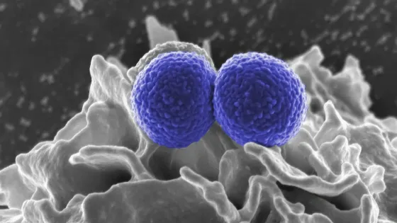 national-institute-of-allergy-and-infectious-diseases-Qofg1d2yWw8-unsplash-v1