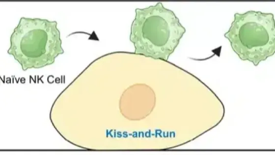 NK_cells_visual_1200x675-v1