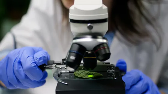 closeup-chemist-researcher-hands-looking-leaf-sample-using-microscope-observing-genetic-mutation-plant